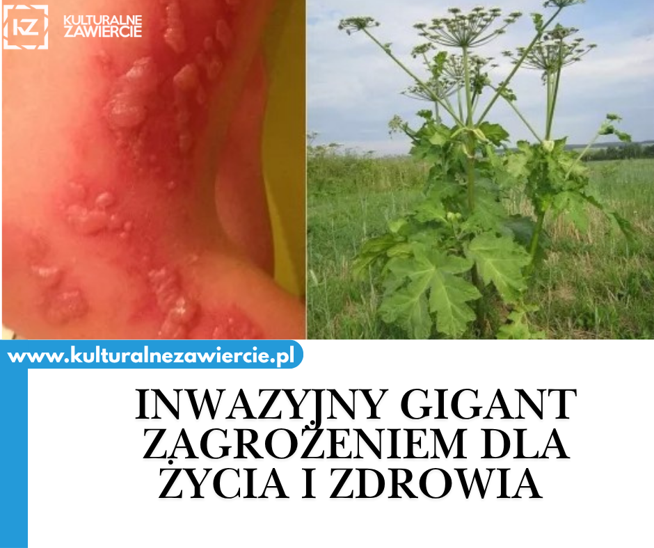 Barszcz Sosnowskiego: